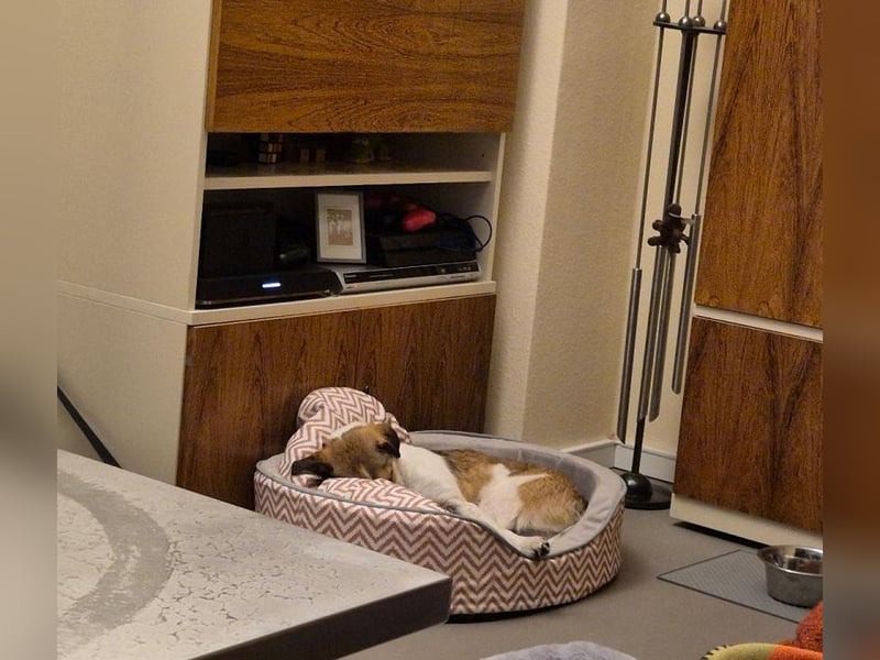 ♥JUPPI♥ auf Pflegestelle in Köln -wunderschöner, aufgeschlossener, unkomplizierter aktiver Rüde 44cm