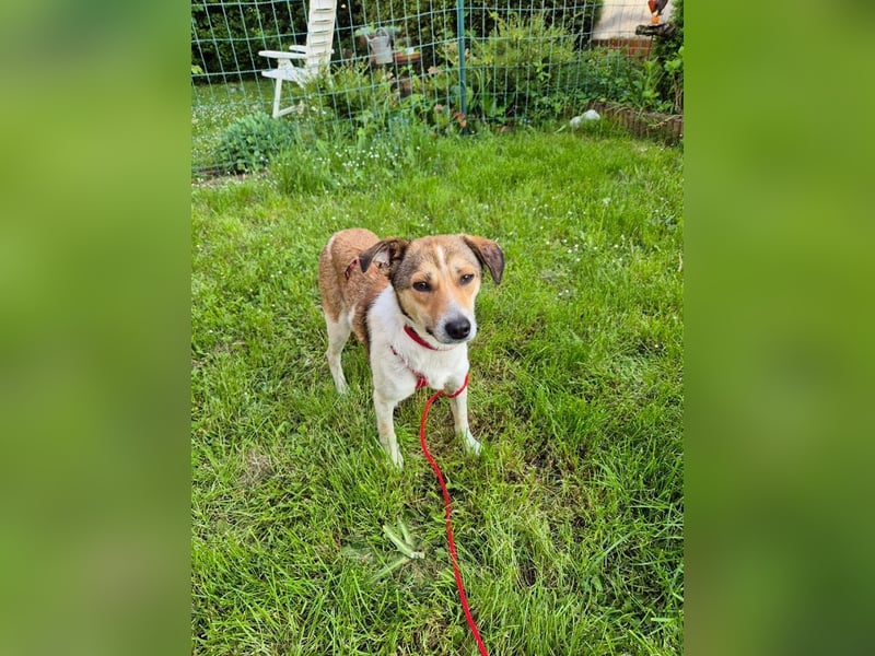 ♥JUPPI♥ auf Pflegestelle in Köln -wunderschöner, aufgeschlossener, unkomplizierter aktiver Rüde 44cm