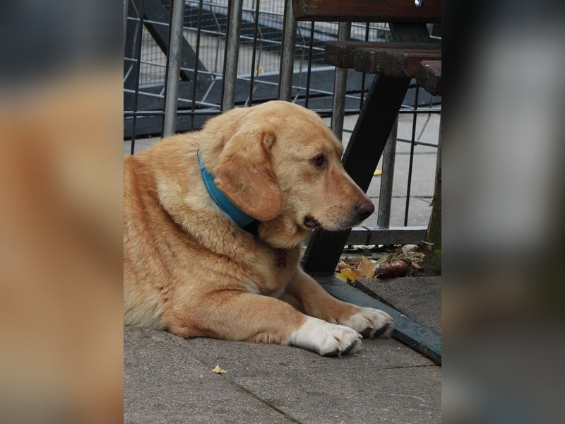 ♥KINO♥ auf Pflegestelle bei Köln - entzückender, total lieber Kuschelbär 44 cm