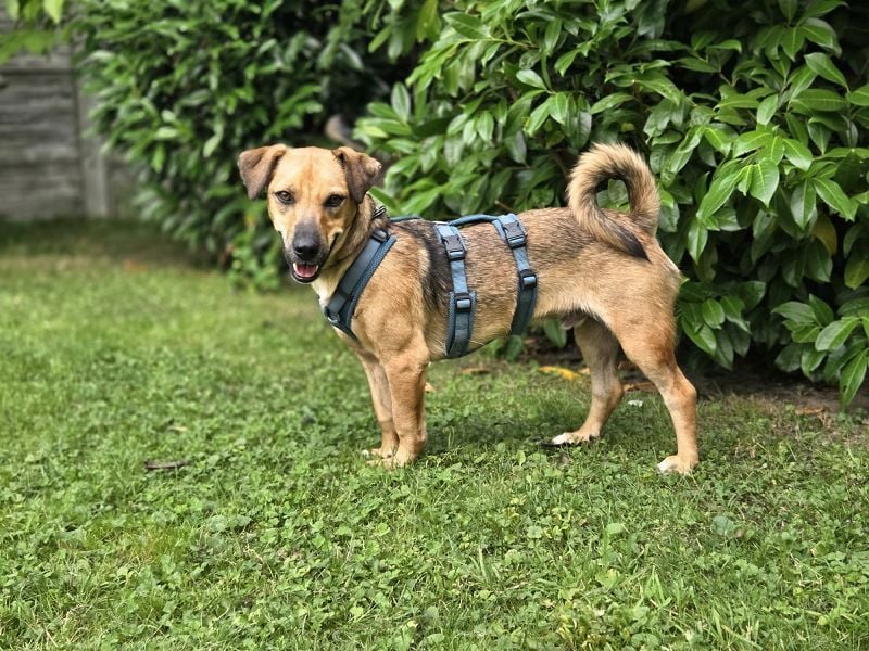 ♥NOAH♥ auf Pflegestelle bei Aachen- süßer, verschmuster, ruhiger, ausgeglichener kleiner Junior 37cm
