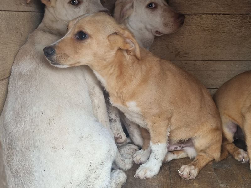 ♥MIKA♥ niedlicher, bildschöner Welpe,der noch etwas erschrocken in die Kamera schaut 31cm (wachsend)