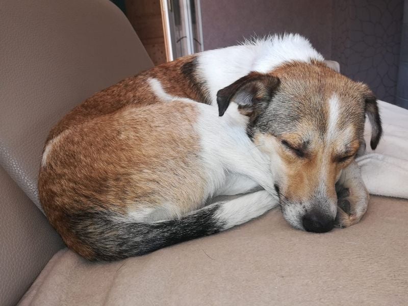 ♥JUPPI♥ auf Pflegestelle in Köln -wunderschöner, aufgeschlossener, unkomplizierter aktiver Rüde 44cm