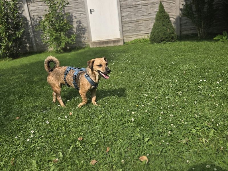 ♥NOAH♥ auf Pflegestelle bei Köln - süßer, lieber, kleiner, noch etwas vorsichtiger Junior 37 cm
