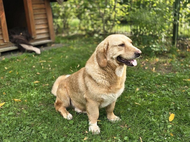 ♥KINO♥ auf Pflegestelle bei Köln - entzückender, total lieber Kuschelbär 44 cm