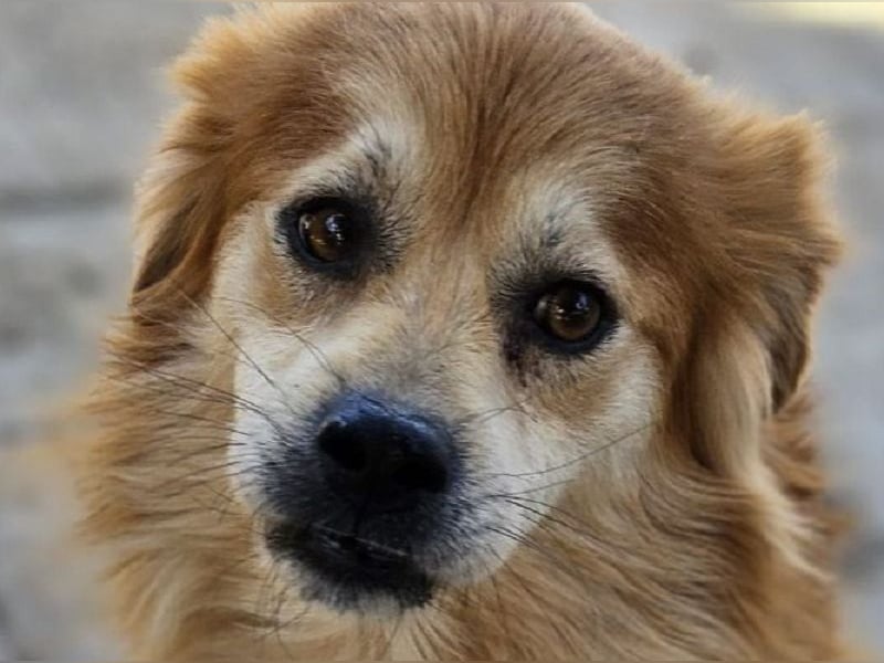 ♥BIFI♥ wunderschöner, verschmuster Familienhund - ein echter Herzensbrecher 40-45 cm