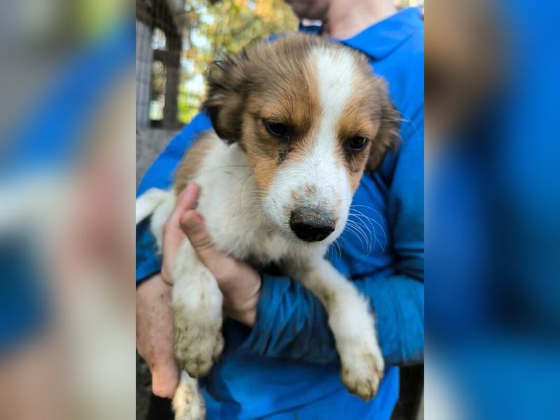 ♥PICCOLO♥ ab 6. Sep auf PS bei Duisburg - zuckersüßer, verspielter Welpe 25-30 cm - wird mittelgroß