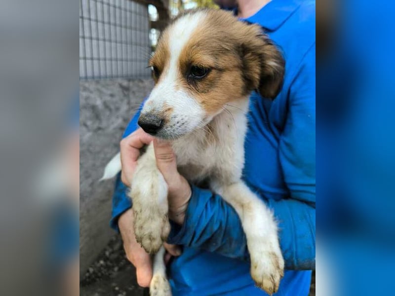 ♥PICCOLO♥ ab 6. Sep auf PS bei Duisburg - zuckersüßer, verspielter Welpe 25-30 cm - wird mittelgroß