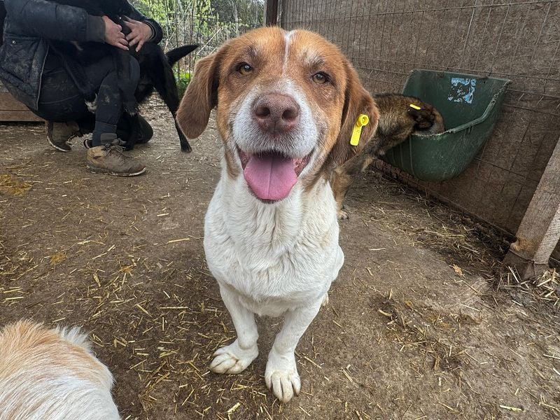 ♥JOSHI♥ entzückender, verschmuster und sanfter kleiner Rüde, der an einen Beagle erinnert 36 cm