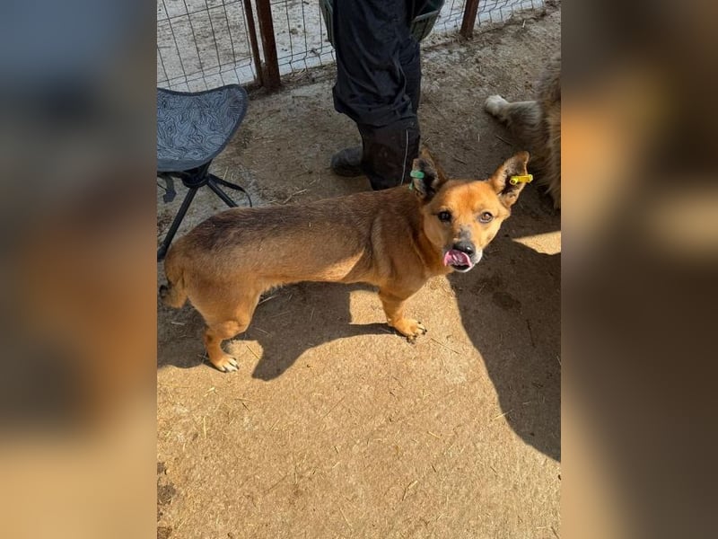♥AXEL♥ verschmuster, sehr menschenbezogener Traumhund 40-45 cm