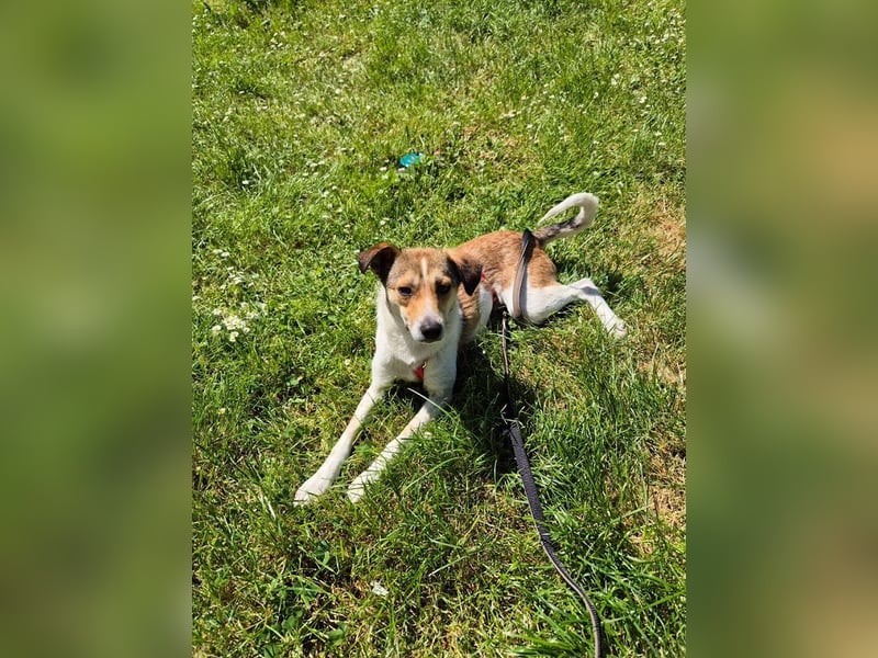 ♥JUPPI♥ auf Pflegestelle in Köln -wunderschöner, aufgeschlossener, unkomplizierter aktiver Rüde 44cm