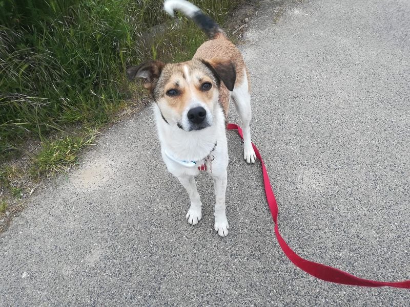♥JUPPI♥ auf Pflegestelle in Köln -wunderschöner, aufgeschlossener, unkomplizierter aktiver Rüde 44cm