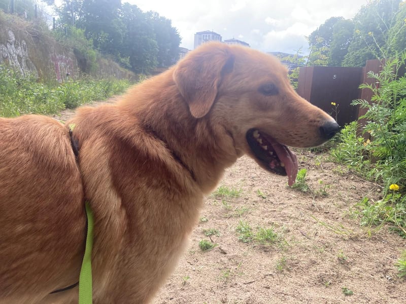 Total verschmuster Traumhund Yeti❤️mit Handicap sucht Menschen mit Herz