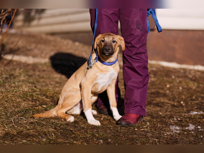 Verspielter Tierschutzwelpe Yard❤️sucht Pflege- oder Endstelle