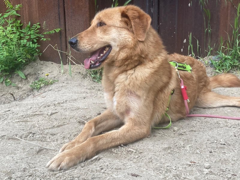 Total verschmuster Traumhund Yeti❤️mit Handicap sucht Menschen mit Herz