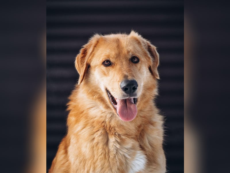 Total verschmuster Traumhund Yeti❤️mit Handicap sucht Menschen mit Herz