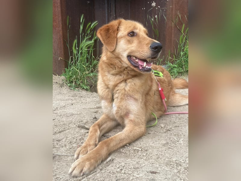 Total verschmuster Traumhund Yeti❤️mit Handicap sucht Menschen mit Herz