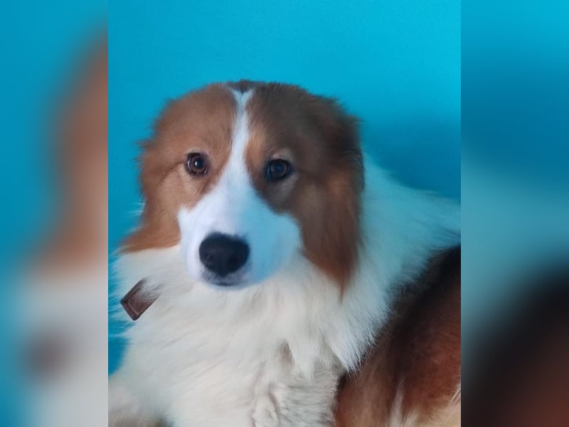 Lanny❤️ liebenswerter Rüde sucht seine Lieblingsmenschen