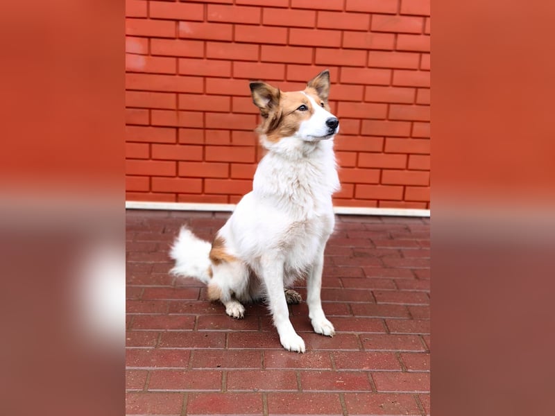 Lanny❤️ liebenswerter Rüde sucht seine Lieblingsmenschen