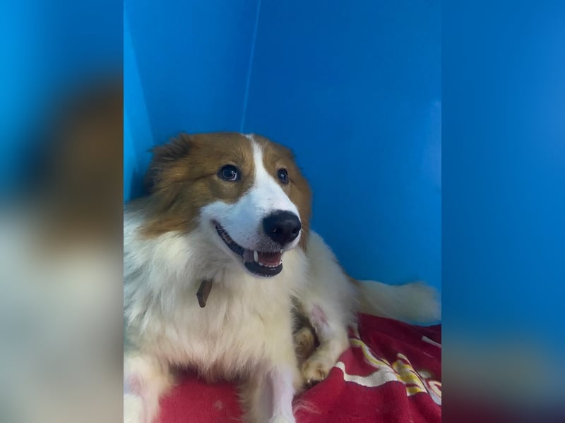 Lanny❤️ liebenswerter Rüde sucht seine Lieblingsmenschen