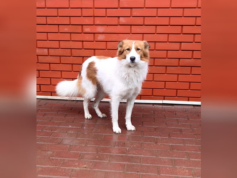 Lanny❤️ liebenswerter Rüde sucht seine Lieblingsmenschen
