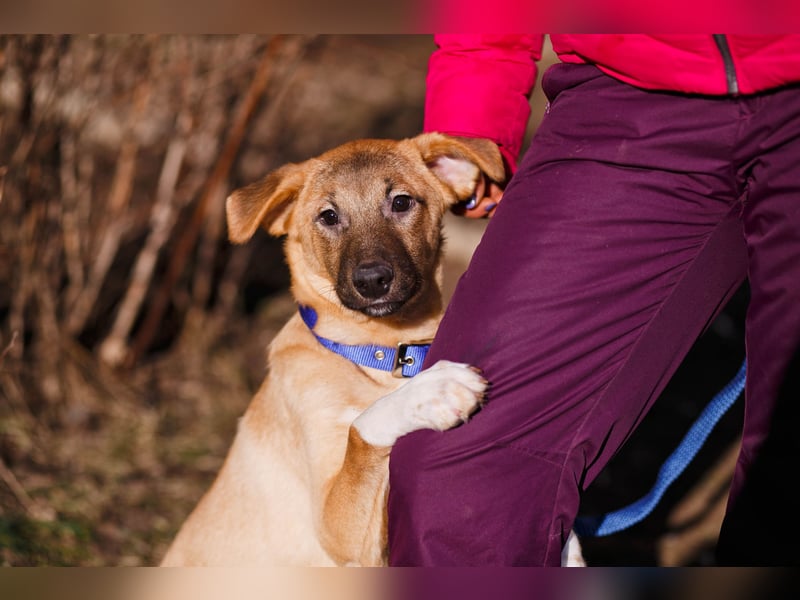 Verspielter Tierschutzwelpe Yard❤️sucht Pflege- oder Endstelle