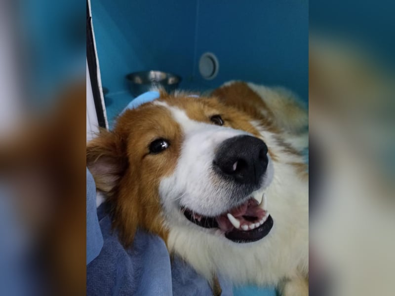 Lanny❤️ liebenswerter Rüde sucht seine Lieblingsmenschen