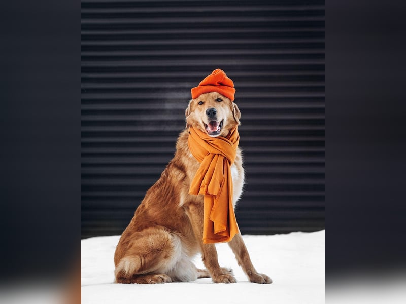 Total verschmuster Traumhund Yeti❤️mit Handicap sucht Menschen mit Herz