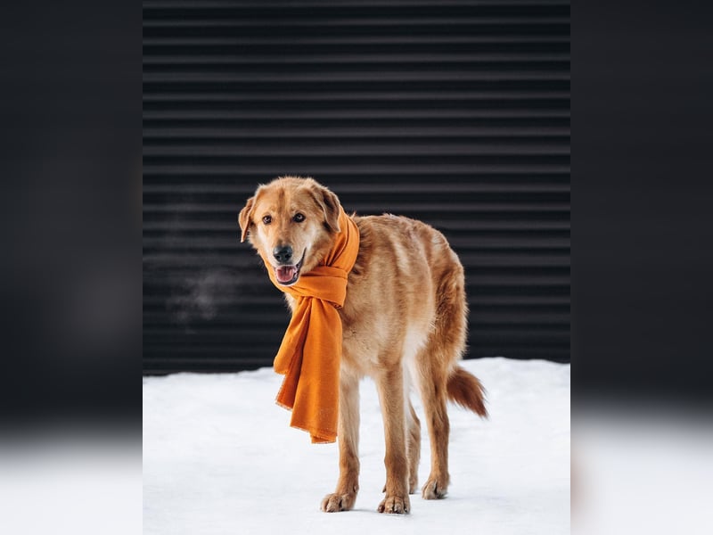 Total verschmuster Traumhund Yeti❤️mit Handicap sucht Menschen mit Herz