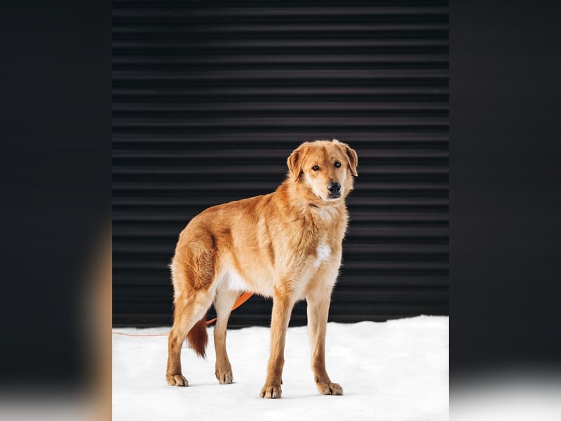 Total verschmuster Traumhund Yeti❤️mit Handicap sucht Menschen mit Herz