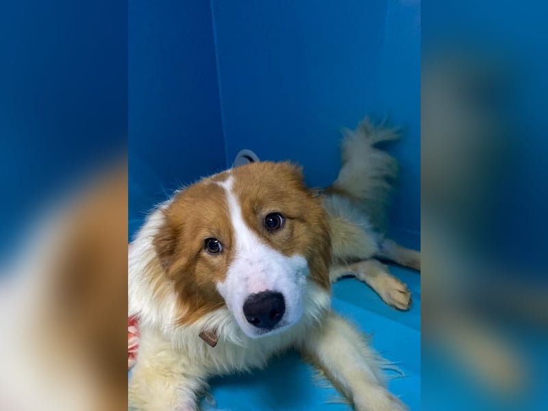 Lanny❤️ liebenswerter Rüde sucht seine Lieblingsmenschen