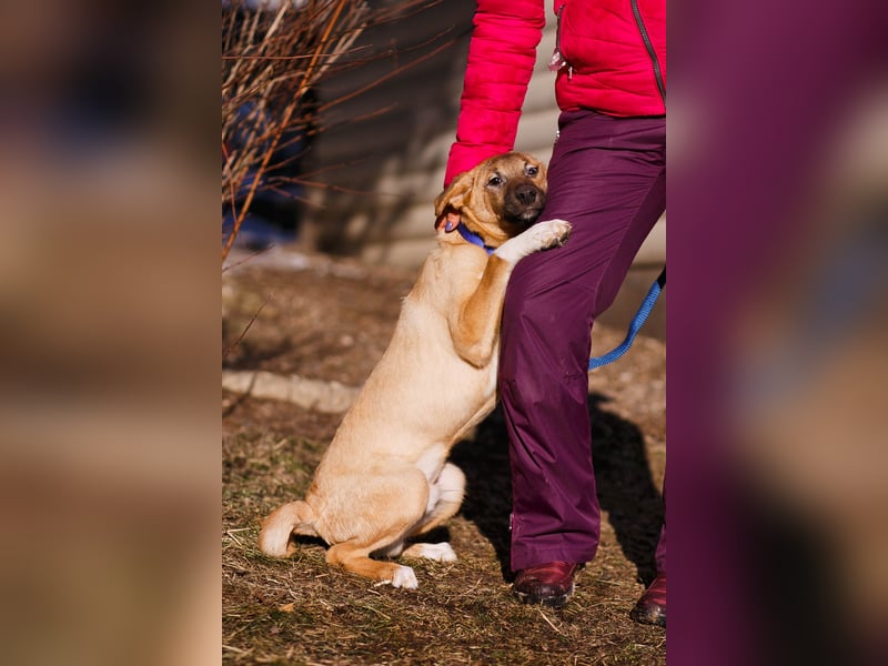 Verspielter Tierschutzwelpe Yard❤️sucht Pflege- oder Endstelle