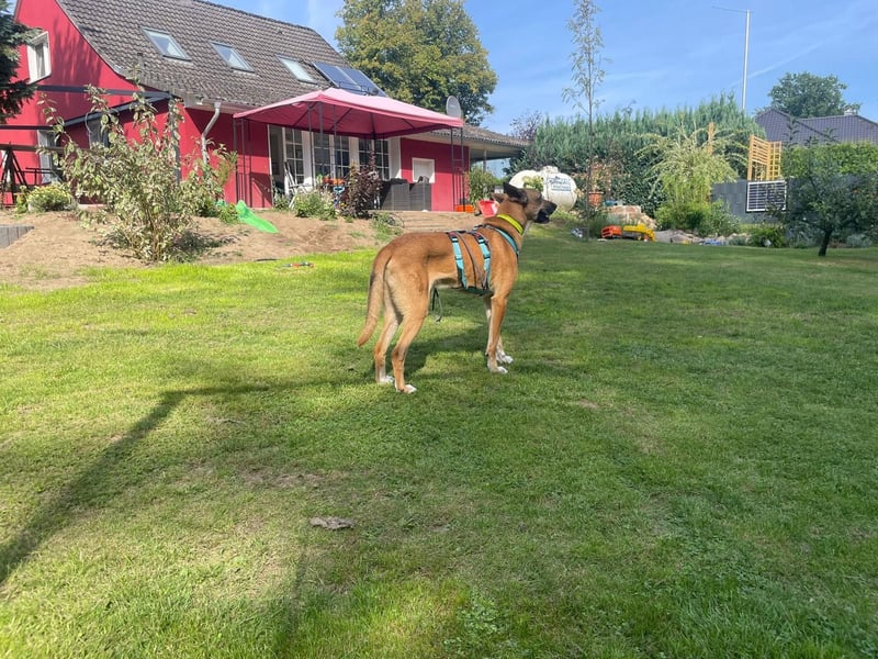 Sanfter Riese Venya❤️auf der Suche nach seinem Für-Immer-Zuhause