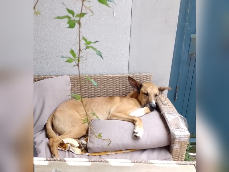 Sanfter Riese Venya❤️auf der Suche nach seinem Für-Immer-Zuhause