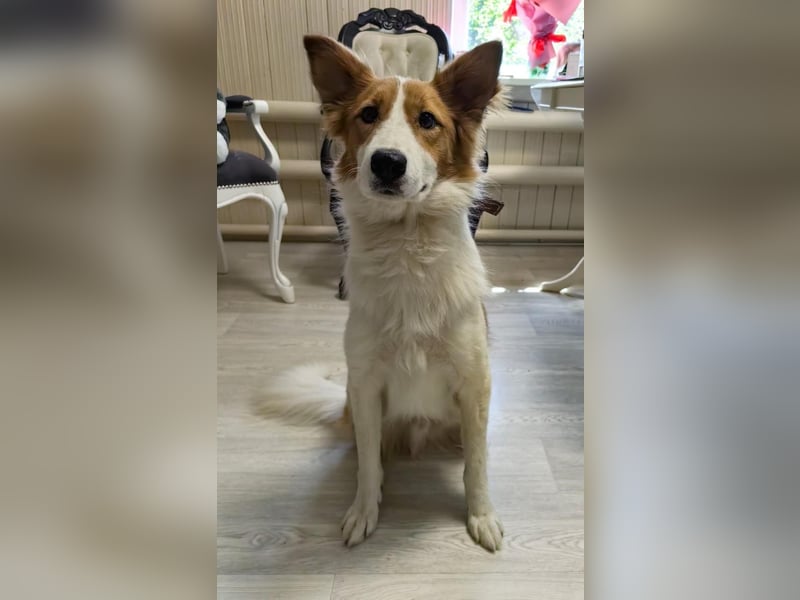 Lanny❤️ liebenswerter Rüde sucht seine Lieblingsmenschen