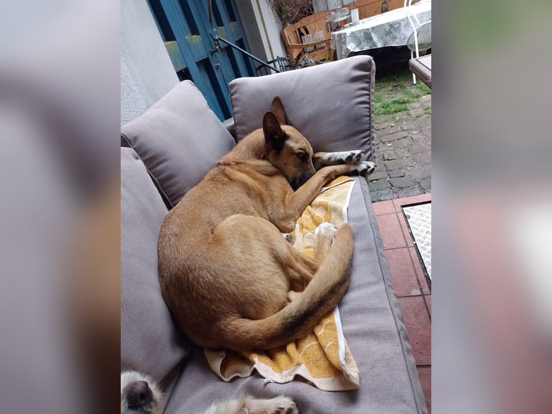 Sanfter Riese Venya❤️auf der Suche nach seinem Für-Immer-Zuhause