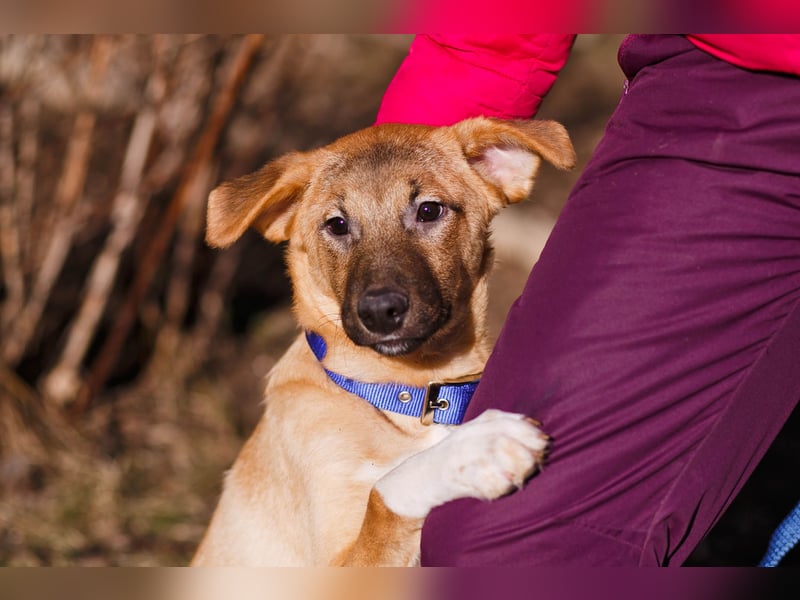 Verspielter Tierschutzwelpe Yard❤️sucht Pflege- oder Endstelle