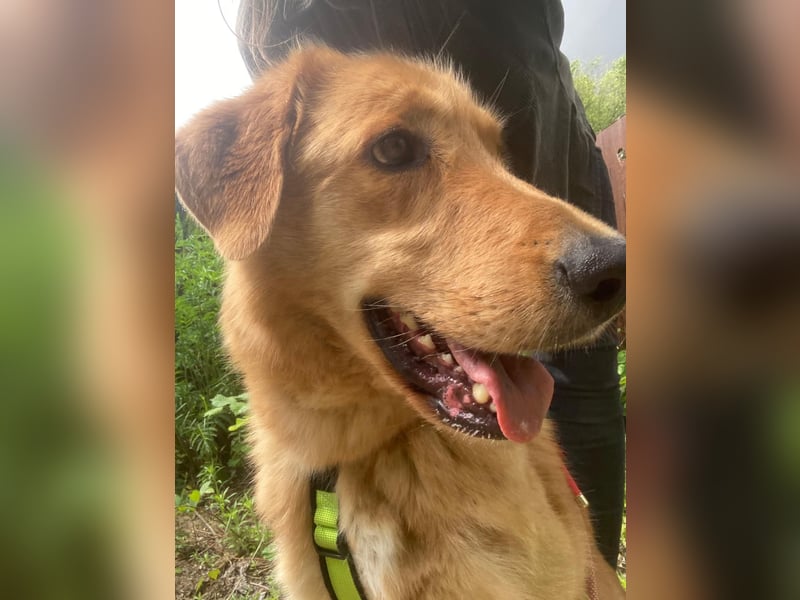 Total verschmuster Traumhund Yeti❤️mit Handicap sucht Menschen mit Herz