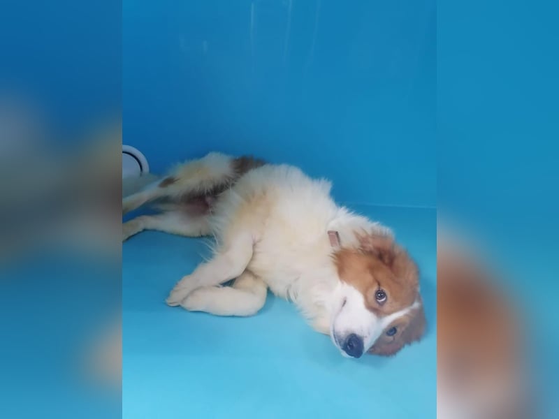 Lanny❤️ liebenswerter Rüde sucht seine Lieblingsmenschen