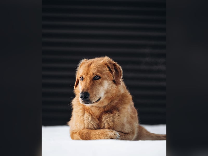 Total verschmuster Traumhund Yeti❤️mit Handicap sucht Menschen mit Herz