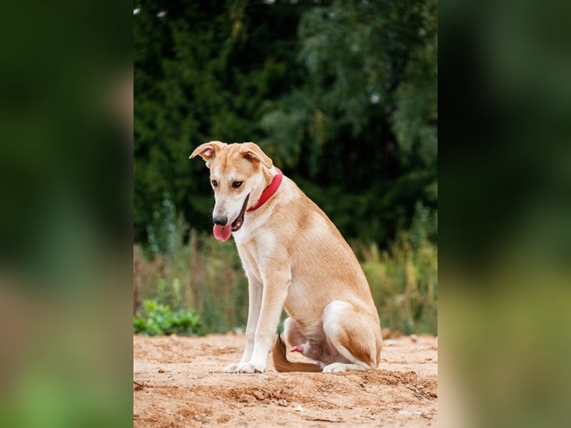 Arames ❤️ – Liebenswerter Rüde sucht seine Menschen