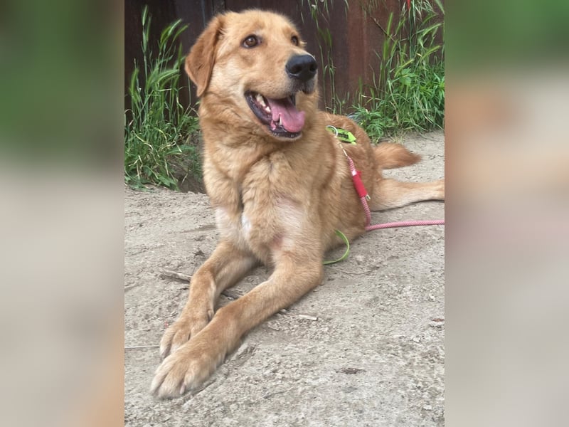 Total verschmuster Traumhund Yeti❤️mit Handicap sucht Menschen mit Herz