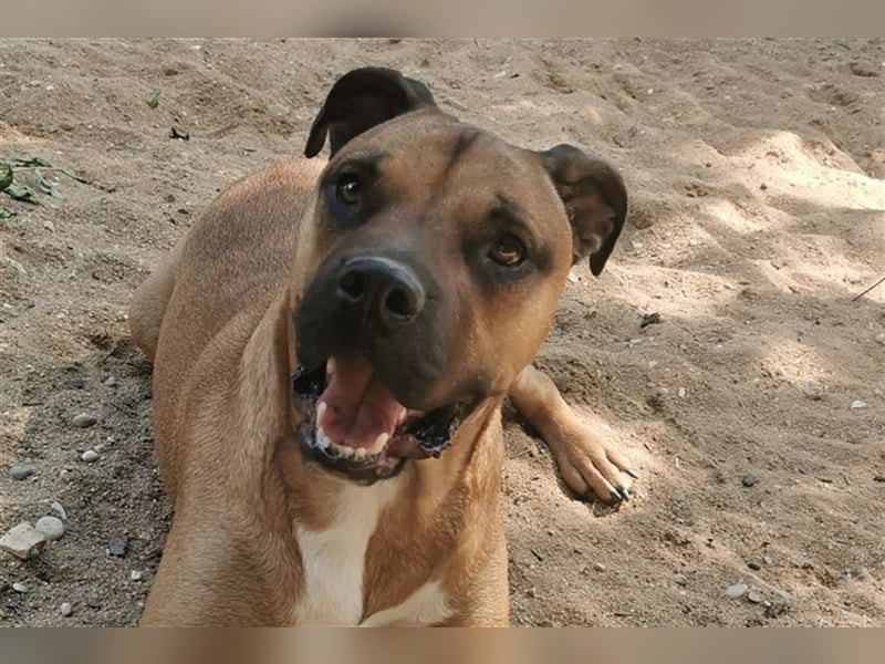 Buddy sucht ein neues Zuhause