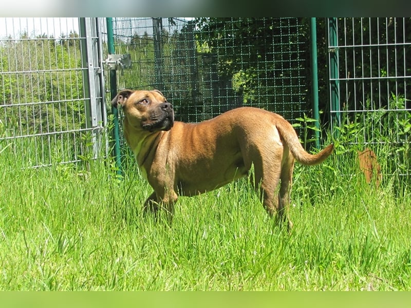 Buddy sucht ein neues Zuhause