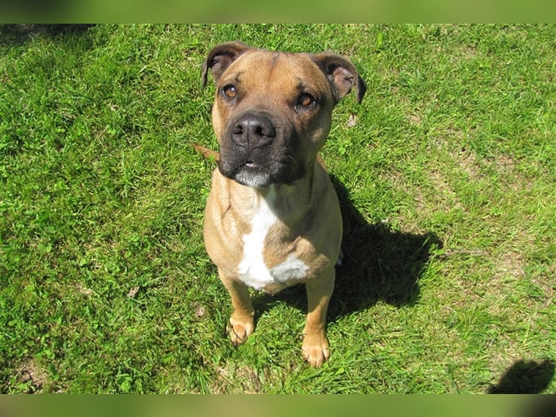 Buddy sucht ein neues Zuhause