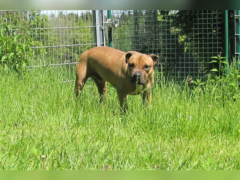 Buddy sucht ein neues Zuhause