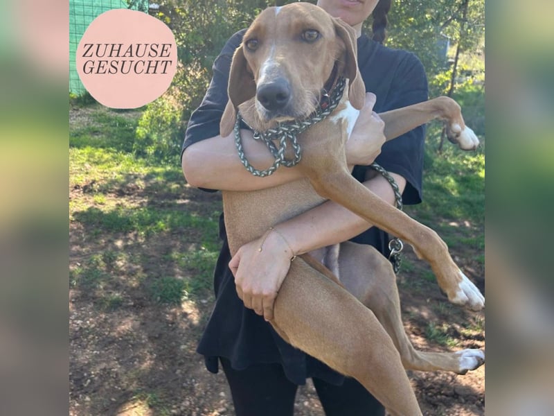 Silvester sucht sein Zuhause ❤️