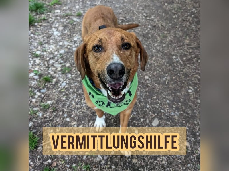 Vermittlungshilfe für Bronte ❤️