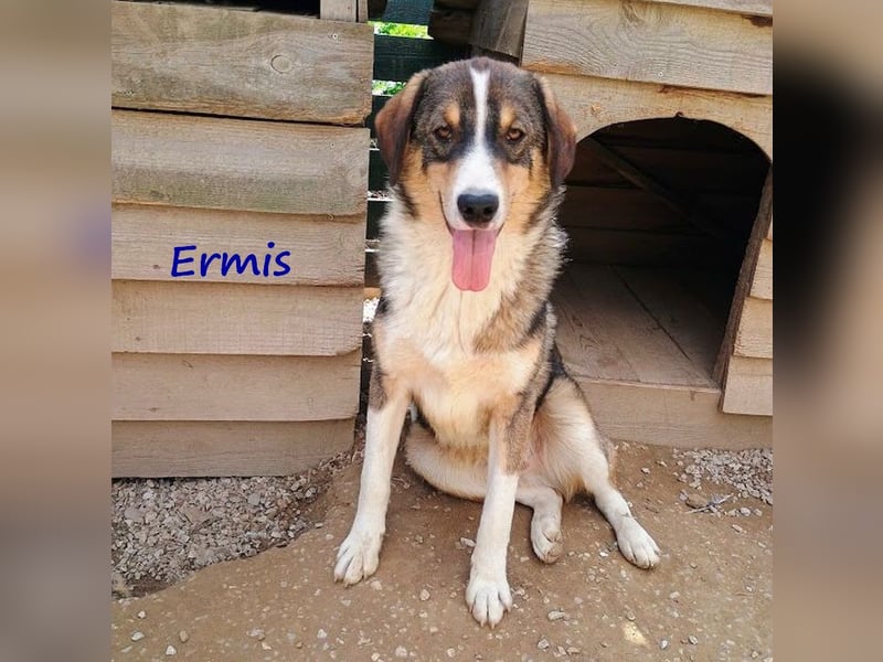 Ermis 07/2023 (GRC) - verspielter und menschenbezogener Junghund!