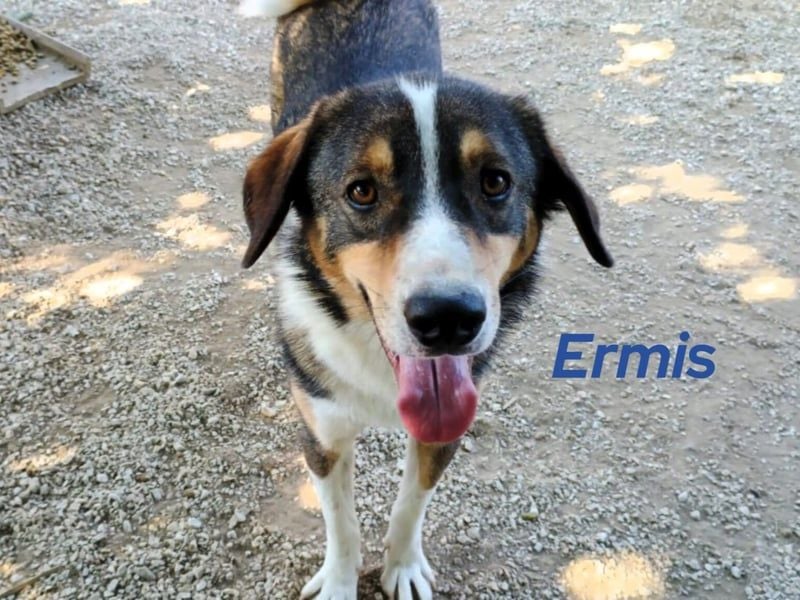 Ermis 07/2023 (GRC) - verspielter und menschenbezogener, sehr hübscher Junghund!