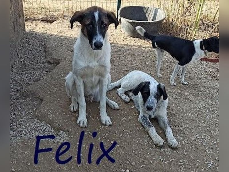 Felix 02/2022 (GRC) - geselliger, verschmuster und freundlicher, junger Rüde!
